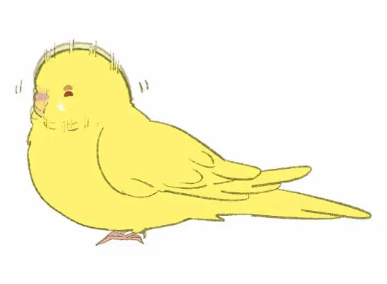 セキセイインコの疥癬症