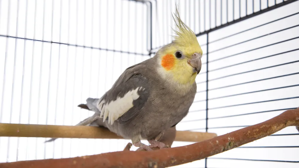 オカメインコケージ