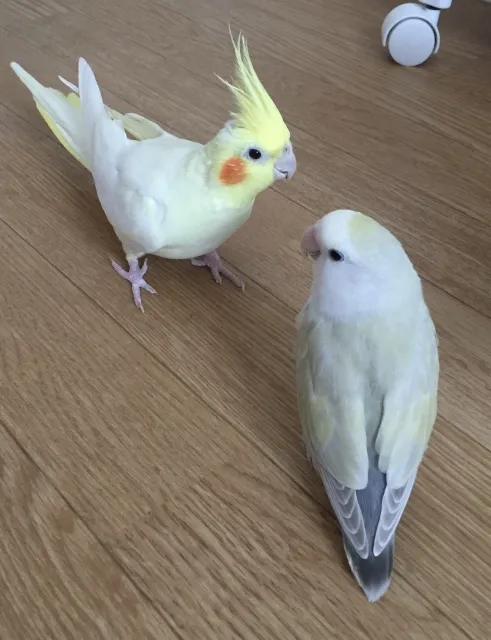 オカメインコとコザクラインコの寿命