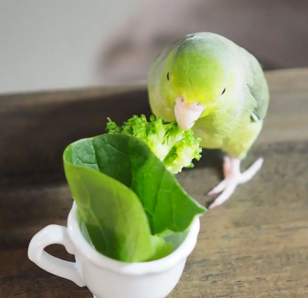 インコへのブロッコリーの与え方