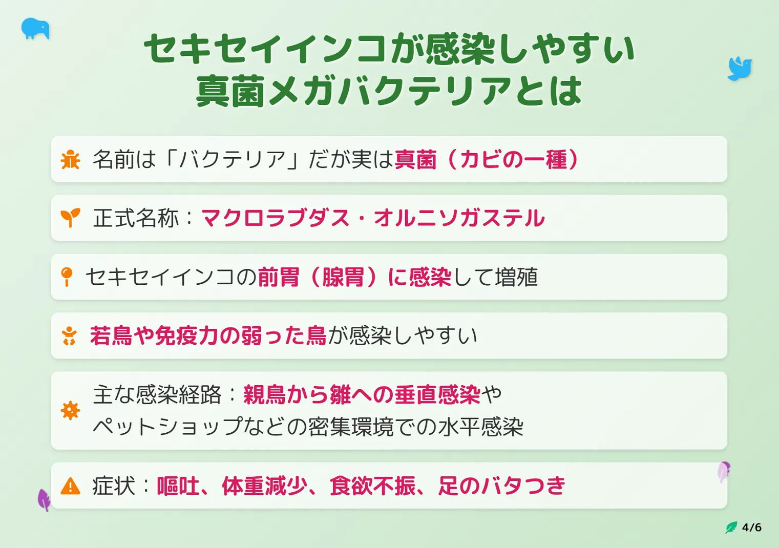 セキセイインコのメガバクテリアとは