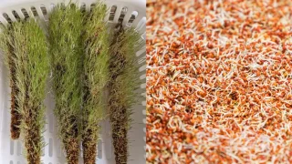 ▶インコが消化しやすい食品