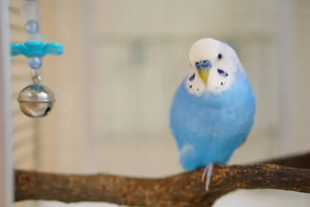 セキセイインコの止まり木