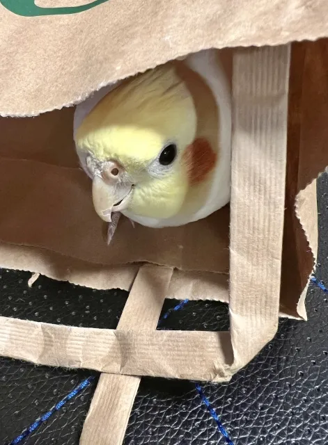 オカメインコオスの発情期