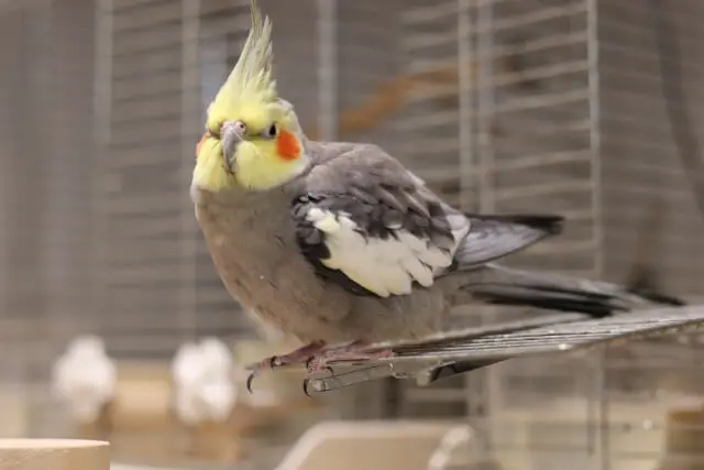 HOEI465オカメの大型手乗り扉を開いた状態。扉が手前に大きく開きオカメインコがステップとして使える構造。