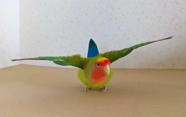 コザクラインコの飛行機ポーズ
