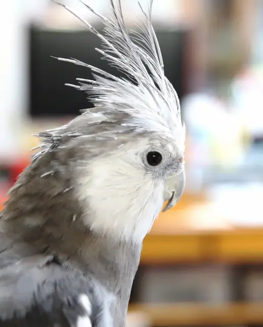 オカメインコの換羽期