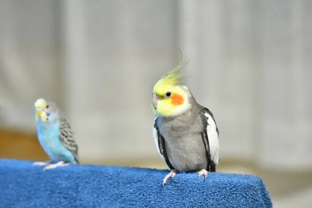 オカメインコとセキセイインコ