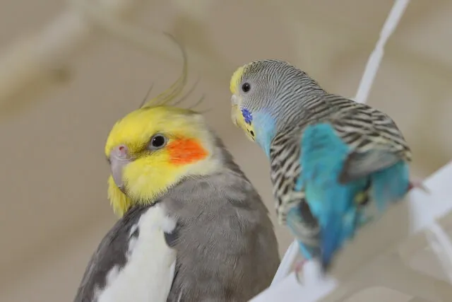 オカメインコとセキセイインコの多頭飼い