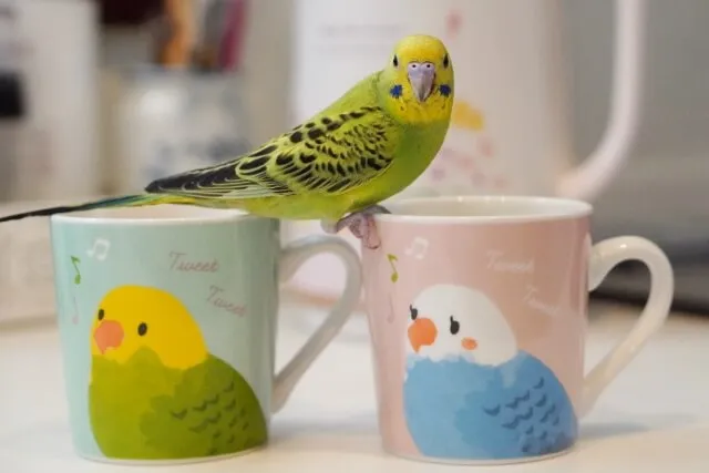 セキセイインコへのエッグフードの与え方