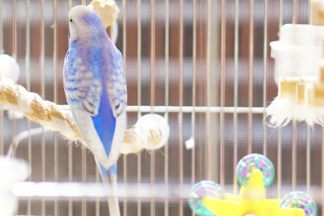 セキセイインコのケージレイアウト