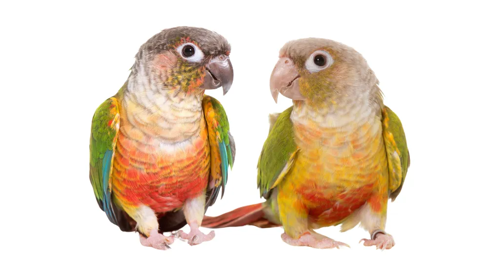 ウロコインコの多頭飼い