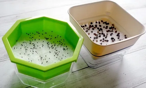 スプラウト容器