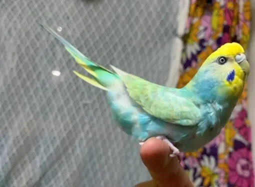 セキセイインコのシャチホコポーズ