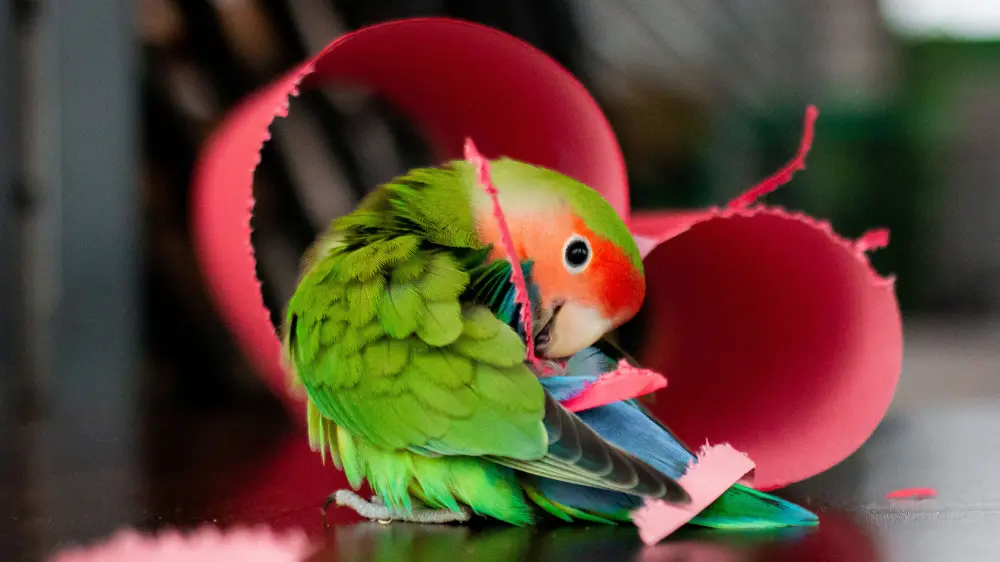 コザクラインコの発情期
