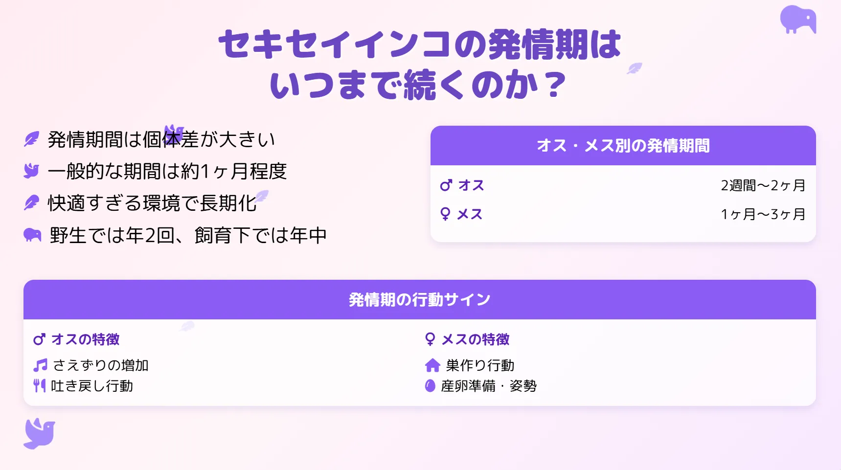 セキセイインコの発情期はいつまで続くのか？