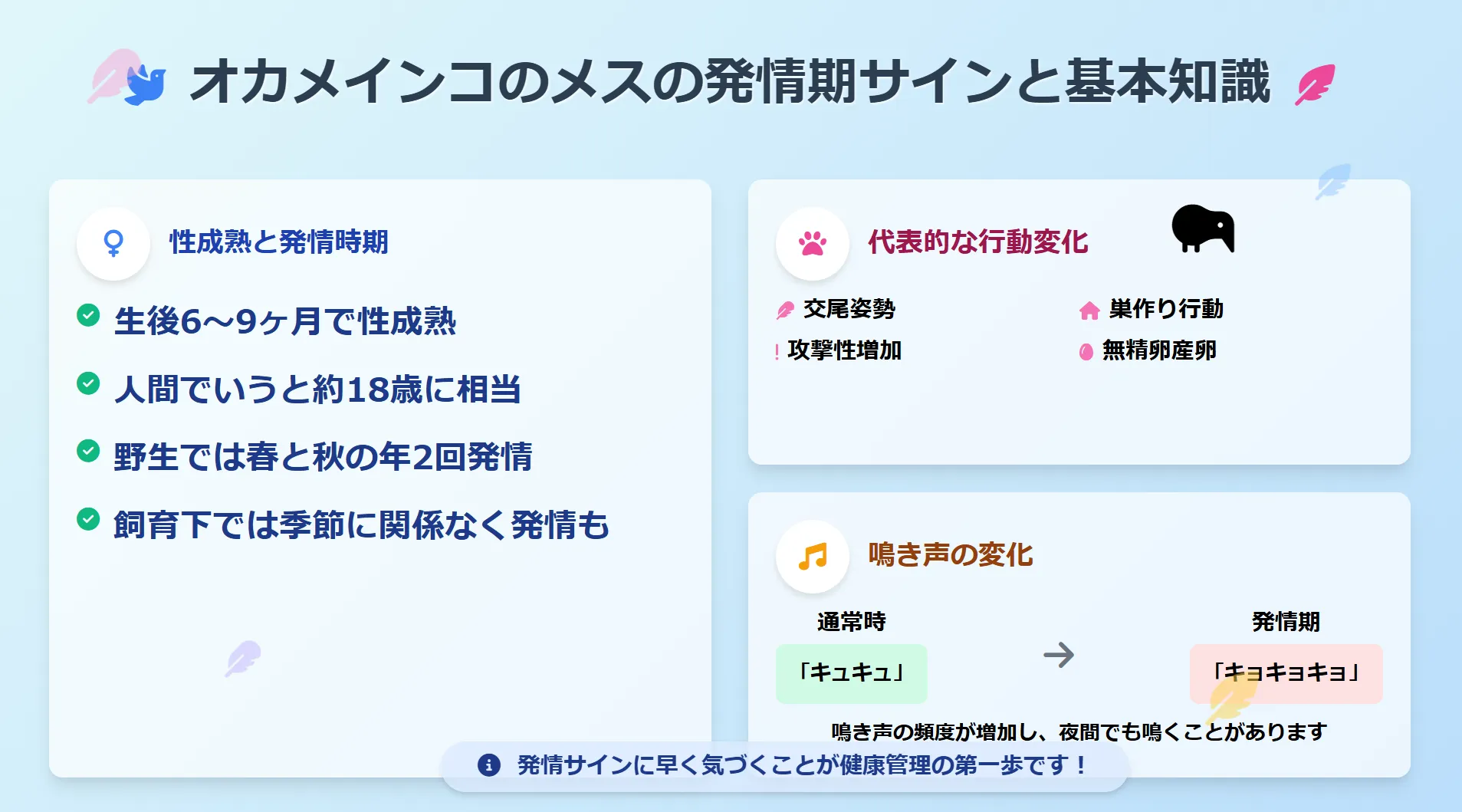 オカメインコのメスの発情期サインと基本知識