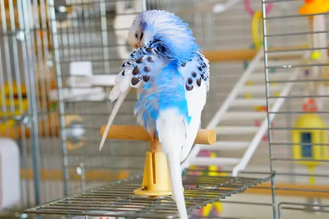 セキセイインコケージ