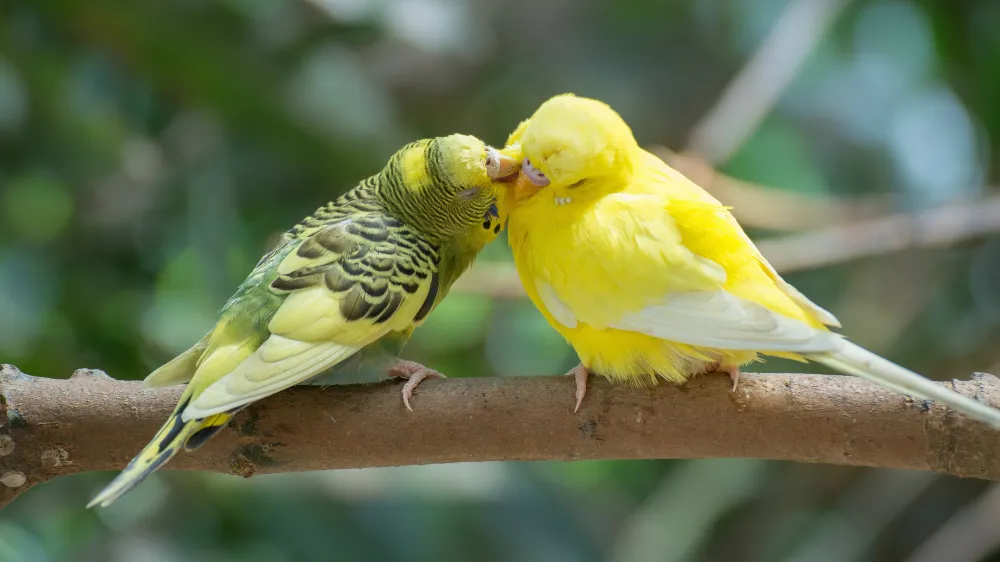 セキセイインコの発情期はいつまで