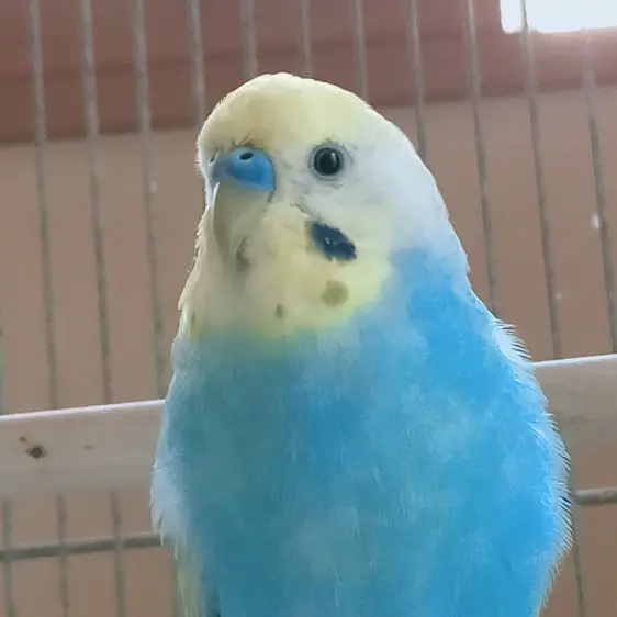 セキセイインコの発情期