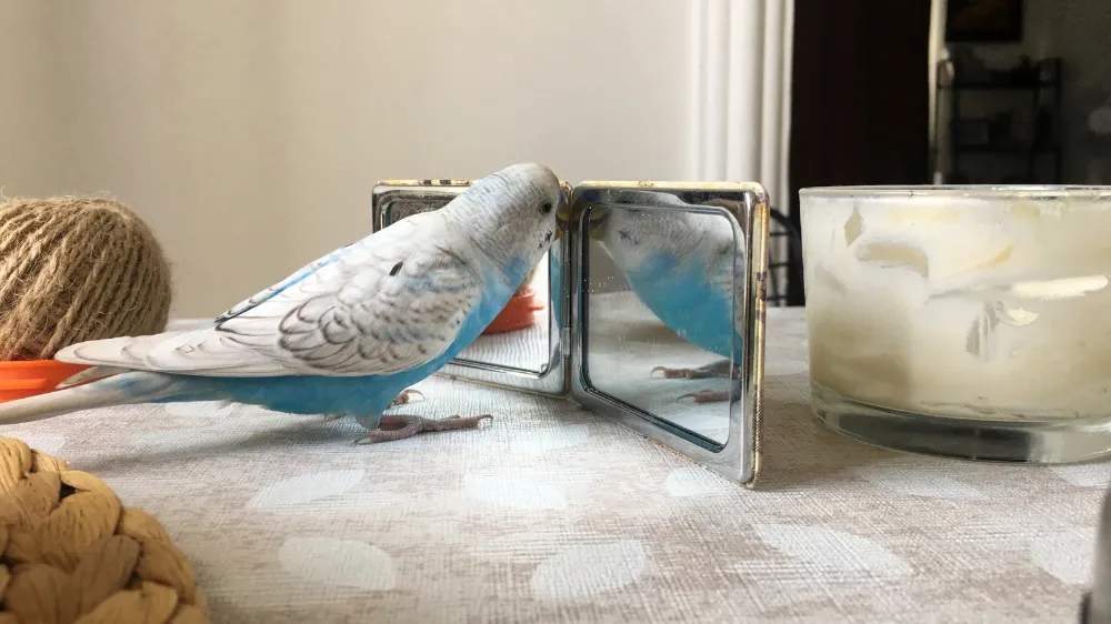 セキセイインコの発情期
