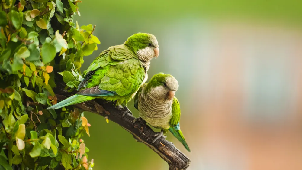 オキナインコの多頭飼い