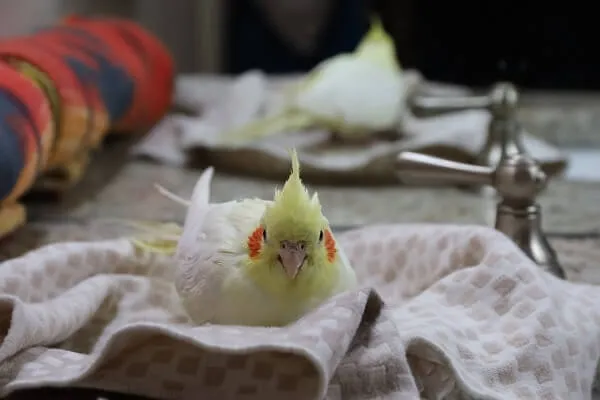 オカメインコのメスの発情期