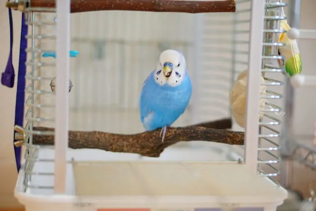 セキセイインコの寝る姿勢