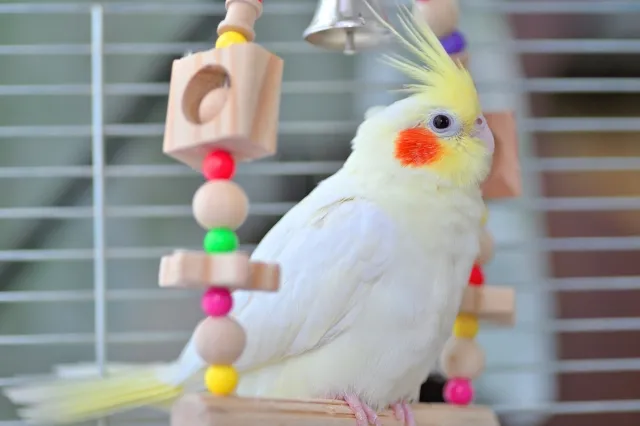 オカメインコのケージレイアウト