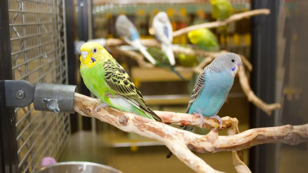 セキセイインコのケージレイアウト