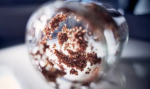発芽粟穂