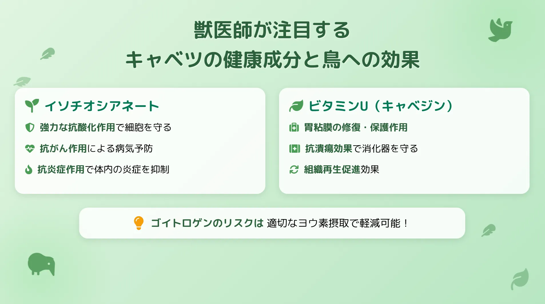 キャベツの健康成分と鳥への効果