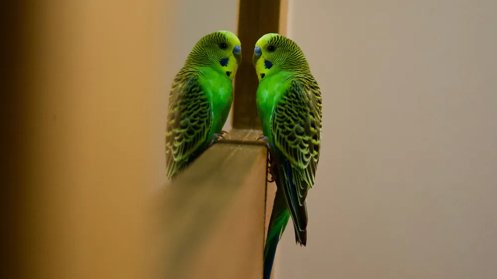 セキセイインコオスの発情期