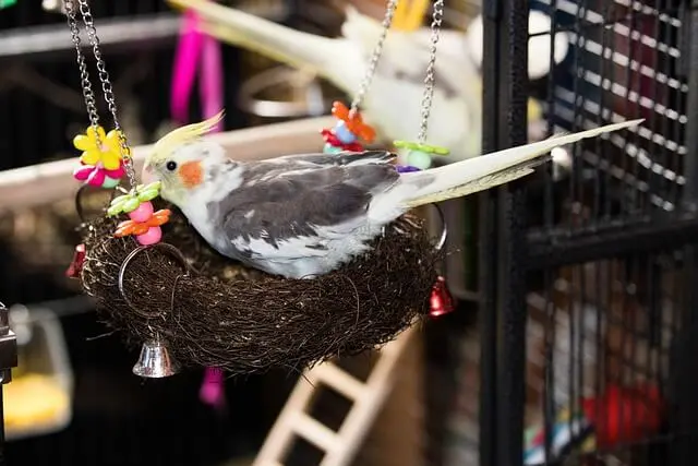 オカメインコのメスの発情期