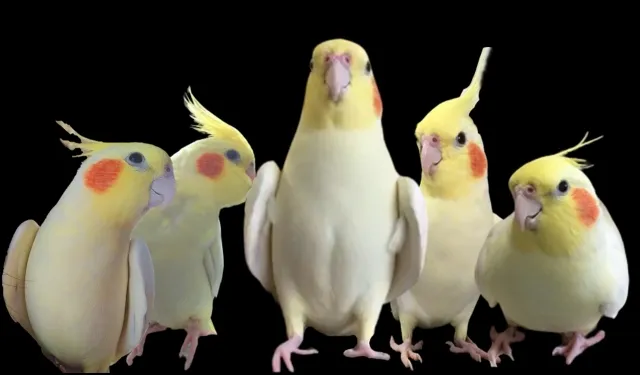 オカメインコのアジの開き