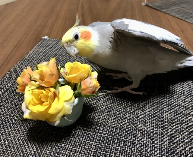 オカメインコの鯵の開き