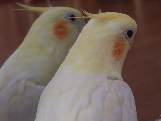 オカメインコの発情期