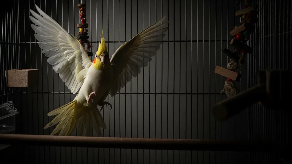 オカメインコの安全に不可欠な横網ケージと、危険な縦網ケージの比較