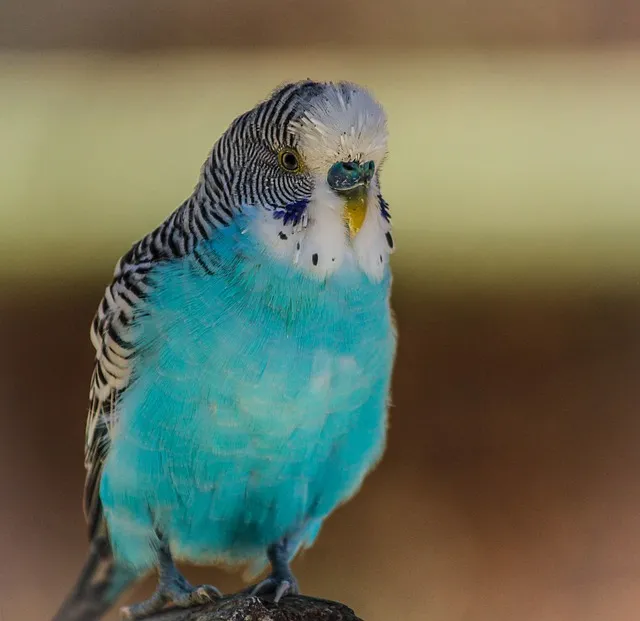 セキセイインコの換羽期