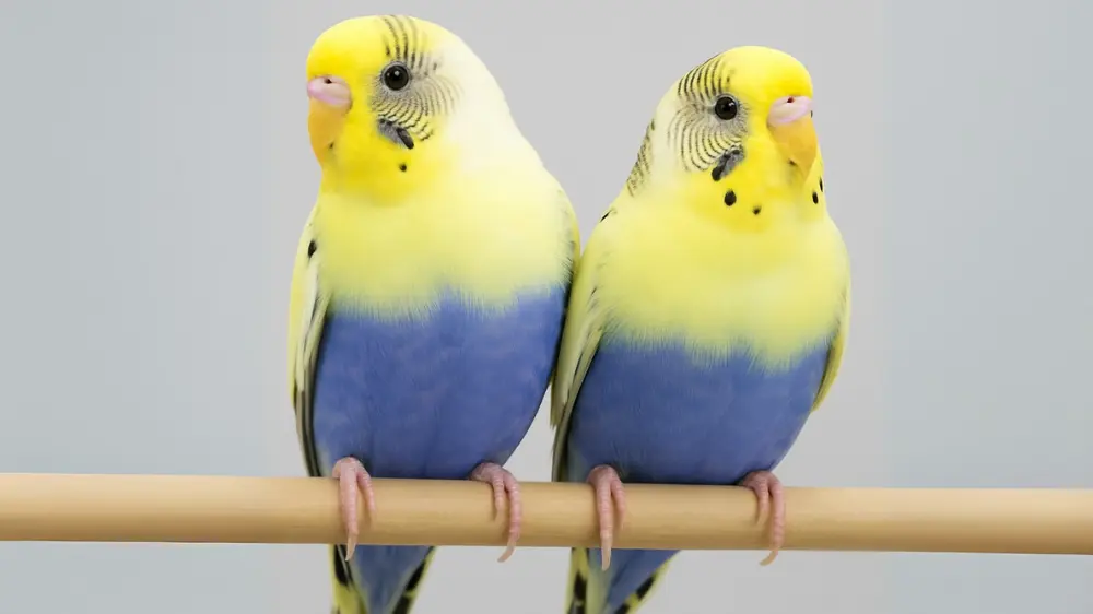 4色ハルクインなど様々な種類がいるセキセイインコ。色変わりの品種は寿命や飼い方に違いがあるかを解説