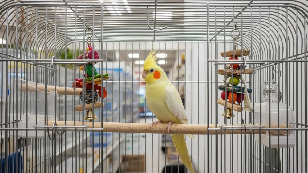 ホーエイ465　オカメ（銀色メッキ） HOEI HOEI 465オカメ（銀色メッキ） ホワイト底 （鳥かご
