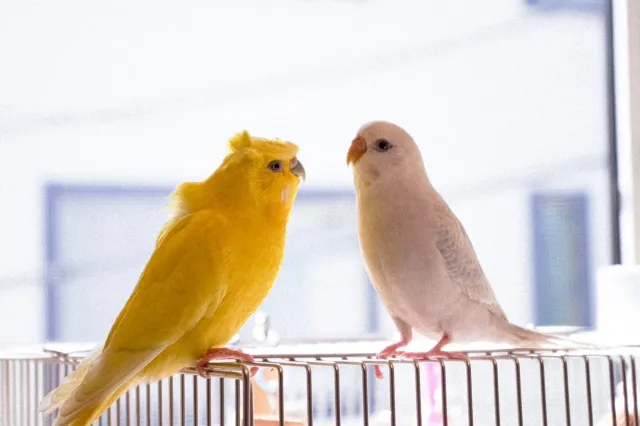 黄色いルチノーと白いアルビノの羽衣セキセイインコ。種類によって性格も少し違うといわれる