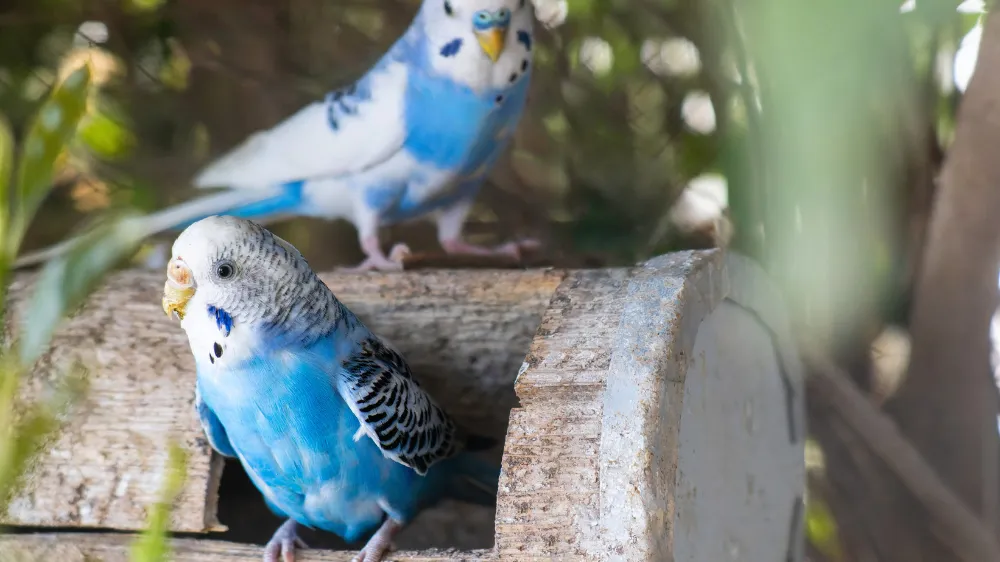 巣箱から顔を出すつがいのセキセイインコ｜適切な繁殖年齢を知ることが大切