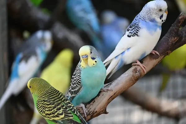 セキセイインコの鳴き声