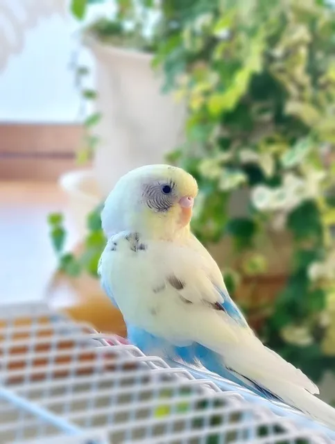 健康で元気なセキセイインコハルクイン。長寿のポイントを表現した幸せそうな表情の個体