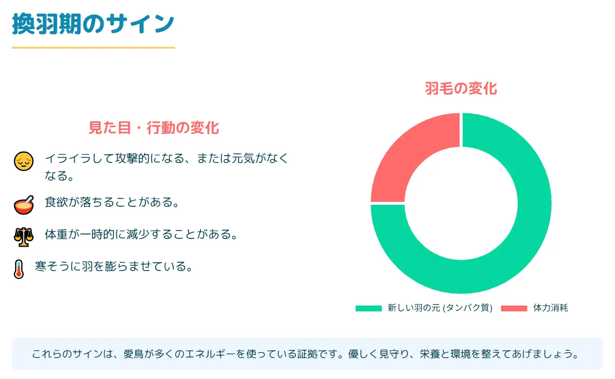 オカメインコの換羽期のサイン