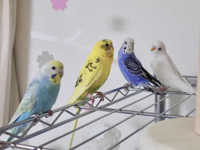 アルビノセキセイインコの寿命