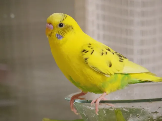 黄色と黒のまだら模様が美しいセキセイインコ・ハルクイン。品種の遺伝的特徴と寿命の関係を解説