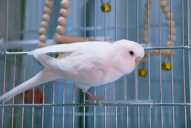 アルビノセキセイインコの寿命