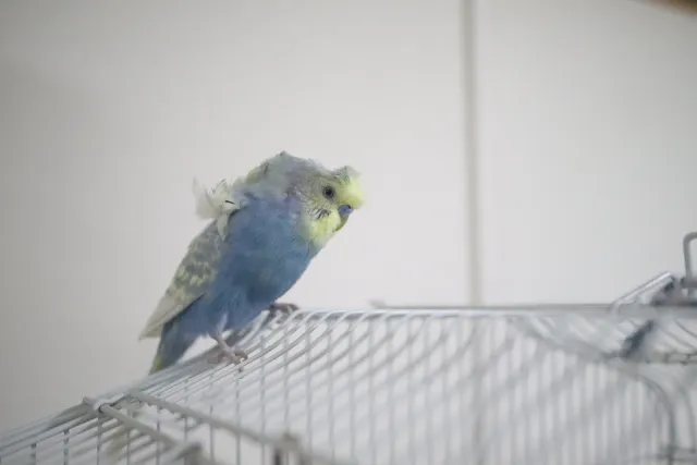老鳥のセキセイインコに寄り添う飼い主。穏やかなシニア期のケアが大切